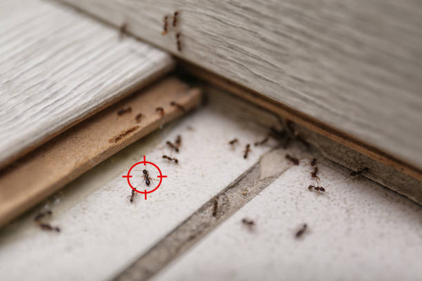 Best Wildlife Control Services  in Villisca, IA