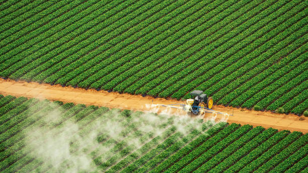 Wasp Removal Services in Villisca, IA