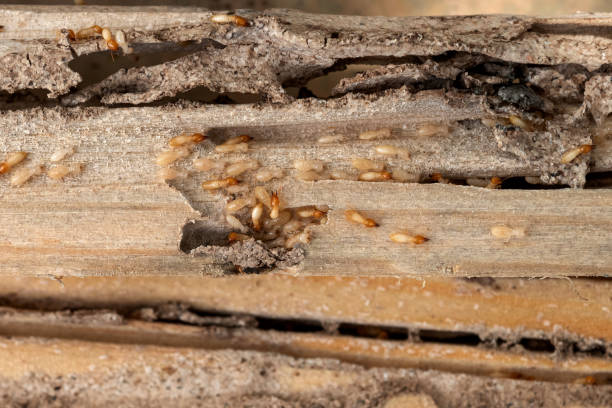 Best Bed Bug Extermination  in Villisca, IA